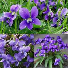 Bonsái de Jardín, 2000 Semillas de Lila, Lavanda Usada (Viola Odorata), con Aroma Rico y Duradero, Adecuado para Plantar en Jardines, Macetas, Áreas Interiores y Exteriores - 2000 - Ver 7
