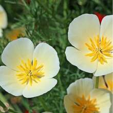 5,00 Semillas de Amapola de California - Amarillo Crema/Color Mixto Flores Perennes Fácil de Cultivar y Adaptable, Semillas de Alta Calidad. Perfecto como regalo de Navidad - Amarillo cremoso - Ver 1
