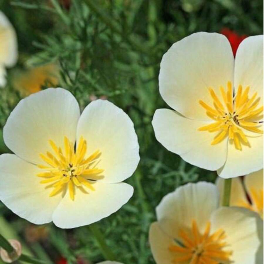 5,00 Semillas de Amapola de California - Amarillo Crema/Color Mixto Flores Perennes Fácil de Cultivar y Adaptable, Semillas de Alta Calidad. Perfecto como regalo de Navidad - Amarillo cremoso - Ver 1
