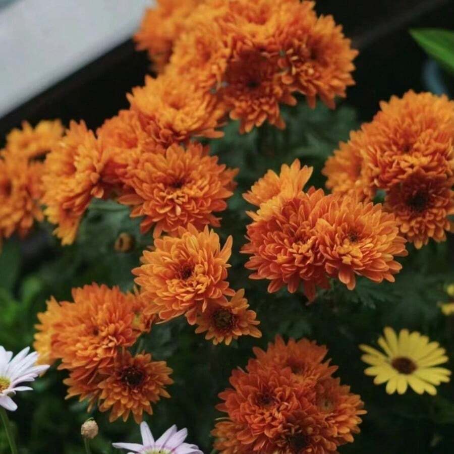Flower Seeds - 800pcs - View 1