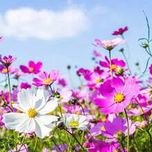 500 Semillas de Flores Silvestres Cosmos Garden - Variante 1 - Ver 6