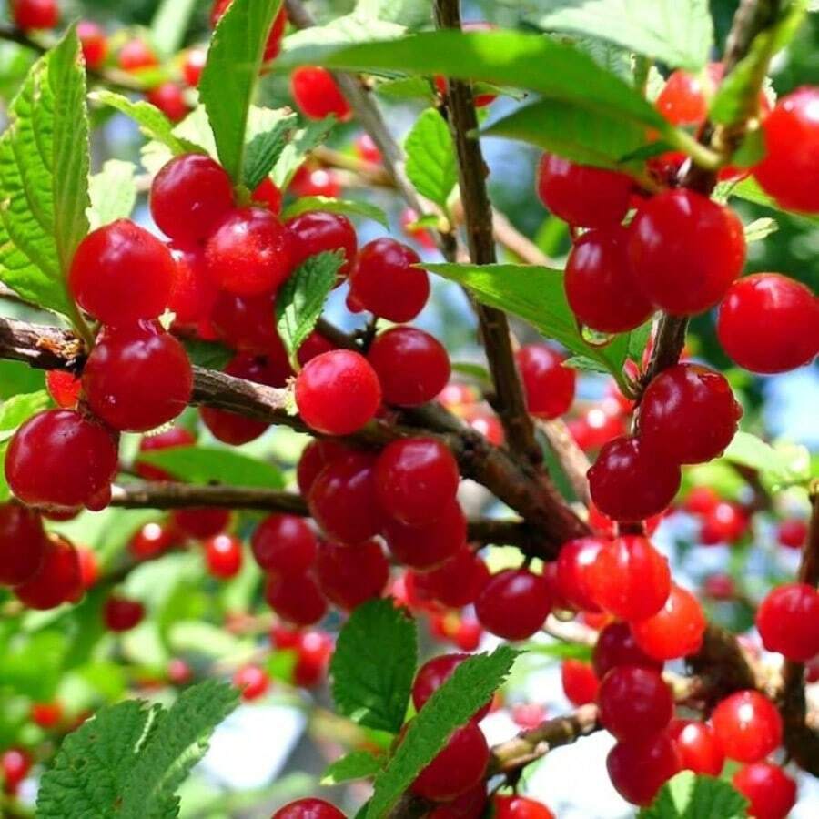 Semillas de plantas en maceta SEMILLAS DE ÁRBOLES DE FRUTA DE CEREZA SEMILLAS DE ARBOL DE FRUTA RESISTENTES AFRUTADAS DELICIOSAS COMESTIBLES EXCELENTES PARA ORNAMENTOS Y CIEBROS FLORES DE EXTERIOR PLANTAS HORTICULTURA NATURA - 30 piezas - Ver 1