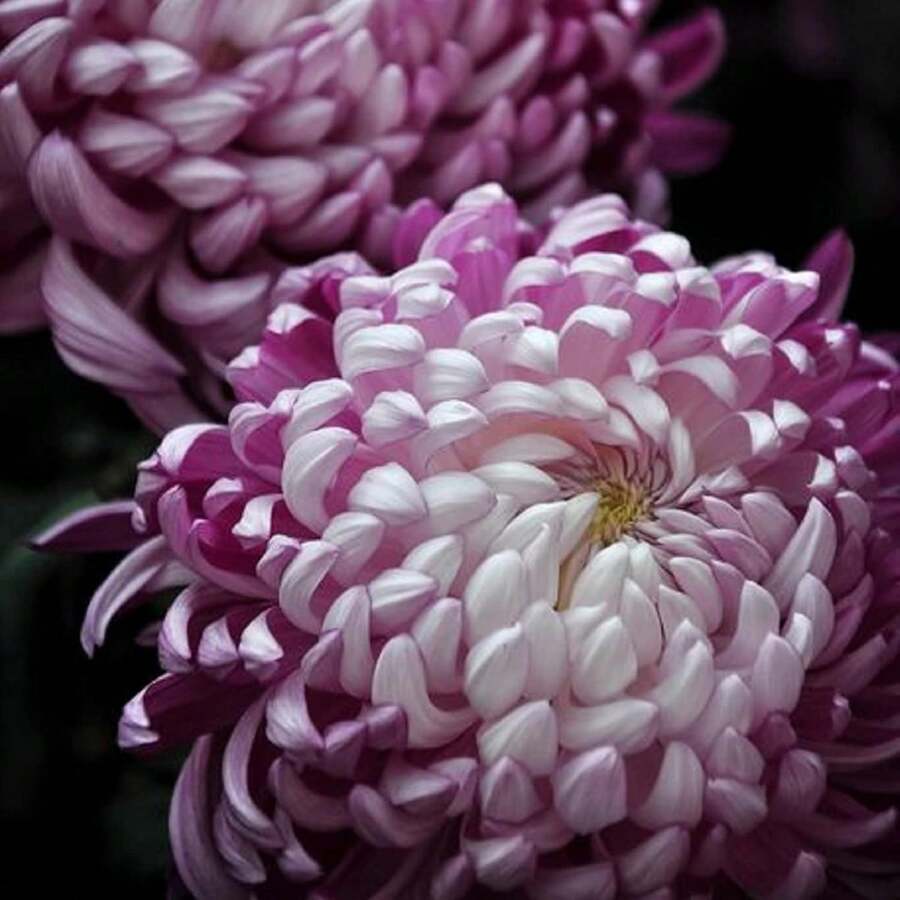 Semillas de Flor de Crisantemo Blanco Púrpura - Decoración de Jardín, Planta de Paisajismo Impactante - 300 semillas para plantar - Variante 1 - Ver 1
