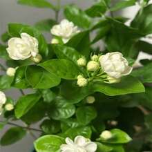 100 Piezas Planta de Jazmín Nightshade Reina Nocturna Nightshade Jessamine Cestrum - Arbusto Perenne de Hoja Perenne Impresionante - Atrae Polinizadores - 100 piezas/semillas - Ver 1