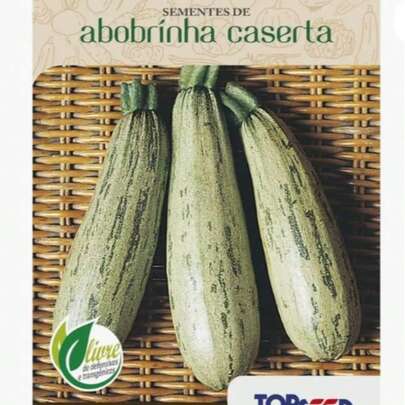 Sementes Abobrinha De Tronco Caserta Italiana Original