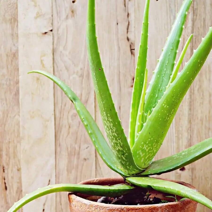 179 piezas de semillas de aloe vera, suculentas, perennes, resistentes a los ciervos, de bajo mantenimiento, atractivas para los polinizadores, adecuadas para cubrir el suelo, bordes, contenedores decorativos al aire libre - 179 - Ver 1