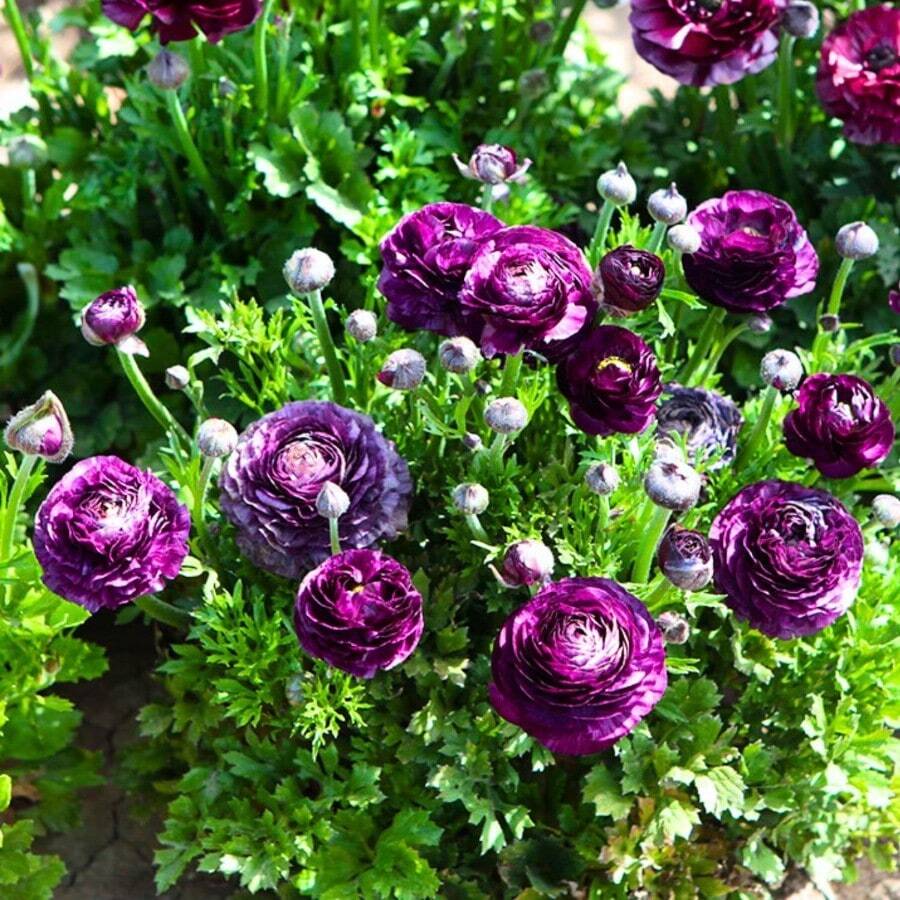 Bulbos de Ranúnculo Flor Kui Púrpura - Bulbos de Peonía Extranjera Fáciles de Cultivar, Plantas Vivas con Pétalos Dobles, Peonía de Hoja de Apio, Flores de Interior de Cuatro Estaciones, Set de 5 Piezas - 5 piezas - Ver 1