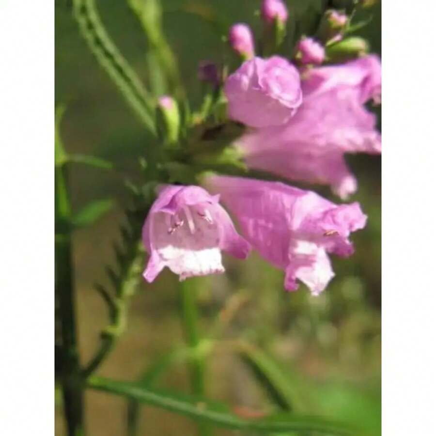 150 Semillas de Flores de Planta Obediente Rosa-No GMO - Variante 1 - Ver 1