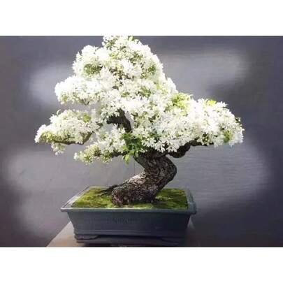 180 piezas de semillas de árbol de cerezo blanco en maceta de estilo japonés - semillas de jardinería de cerezo multiusos, adecuadas para la decoración del hogar y entusiastas de la jardinería