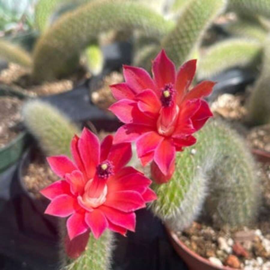 100 semillas de cactus cola de mono suculento - Variante 1 - Ver 1