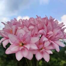 230 semillas de loto de lluvia que florecen todo el año, alta tasa de supervivencia, adecuadas para plantas en macetas de balcón y jardín, flores fragantes, resistentes al frío y al calor. - 230 - Ver 1