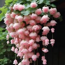 Semillas de flores de manzana de seda colgantes, plantas trepadoras, plantas fáciles de cultivar, plantación durante todo el año, germinación, plantas de interior y exterior, flores - 100 piezas - Ver 1