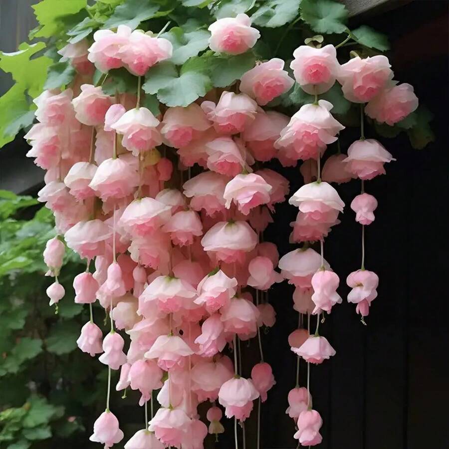 Semillas de flores de manzana de seda colgantes, plantas trepadoras, plantas fáciles de cultivar, plantación durante todo el año, germinación, plantas de interior y exterior, flores - 100 piezas - Ver 1