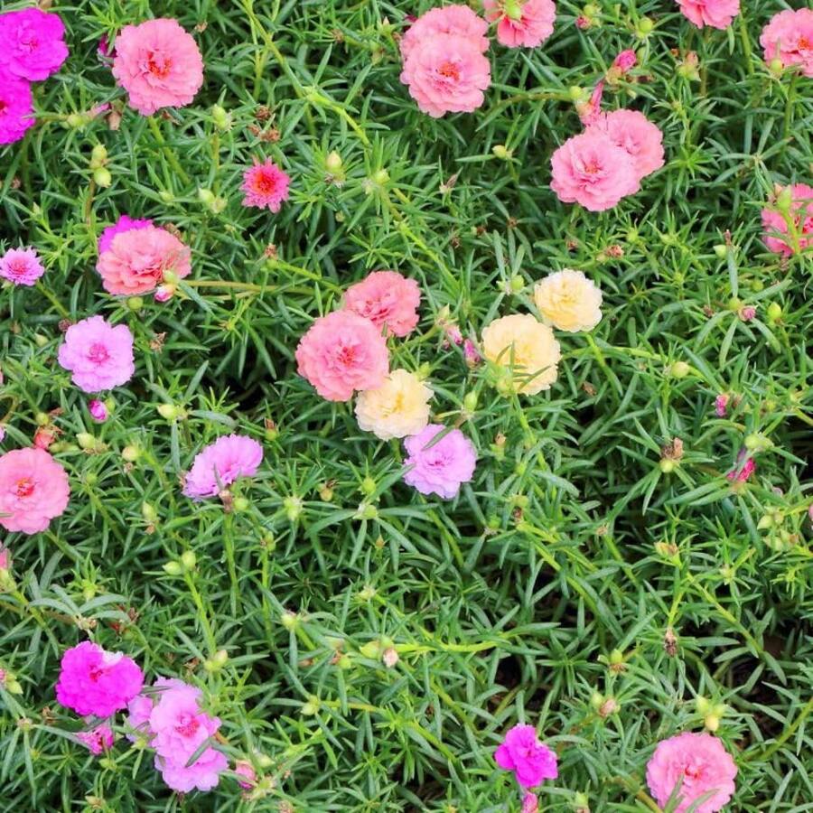 1000 Semillas de Rosa de Mezcla Doble para Plantas Ornamentales en Macetas de Jardín Fáciles de Cultivar - Set de Regalo - Variante 1 - Ver 1