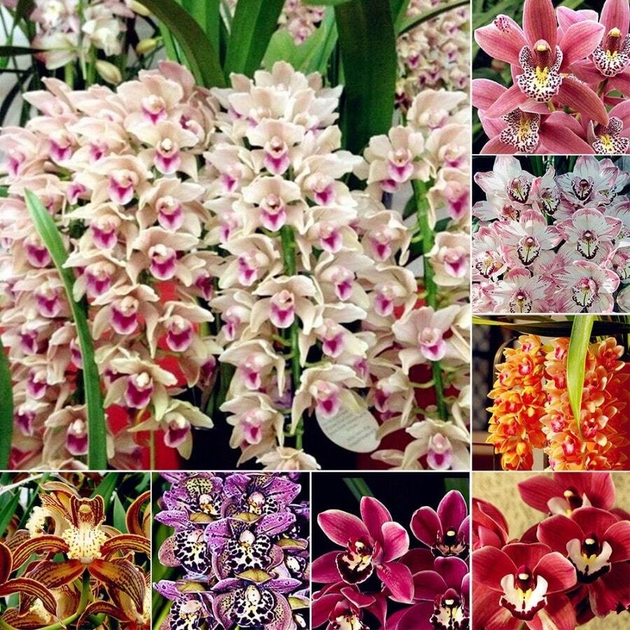 Semillas de Orquídea Mixtas, Decoración de Jardín, Flores al Aire Libre, Plantas, Frutas y Verduras para Plantar, Adecuadas para Amantes de las Plantas como Regalo de la Naturaleza - 100 piezas/semillas - Ver 1
