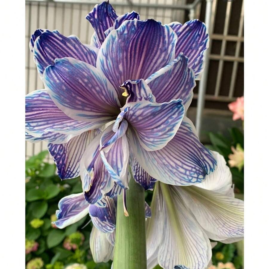 Amaryllis bulbo para plantar flores decorativas en jardines interiores y exteriores floración espectacular alta calidad fácil cultivo resistente ideal para macetas paisaje diseño natural planta ornamental - Y - Ver 1