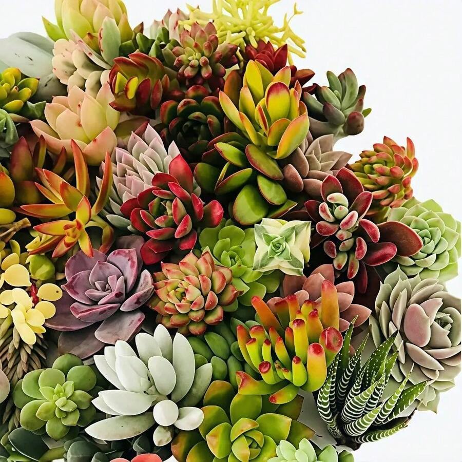 50 semillas de suculentas con colores ricos, alta eficiencia de germinación y supervivencia estable. Desde amplios campos hasta delicadas macetas, pueden cultivar encantadoras escenas de suculentas, brindando una experiencia hermosa. - 50 esquejes (sin raíz) - Ver 1