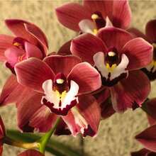 110 piezas de semillas de cymbidium rojas - 110 piezas/ semillas - Ver 7