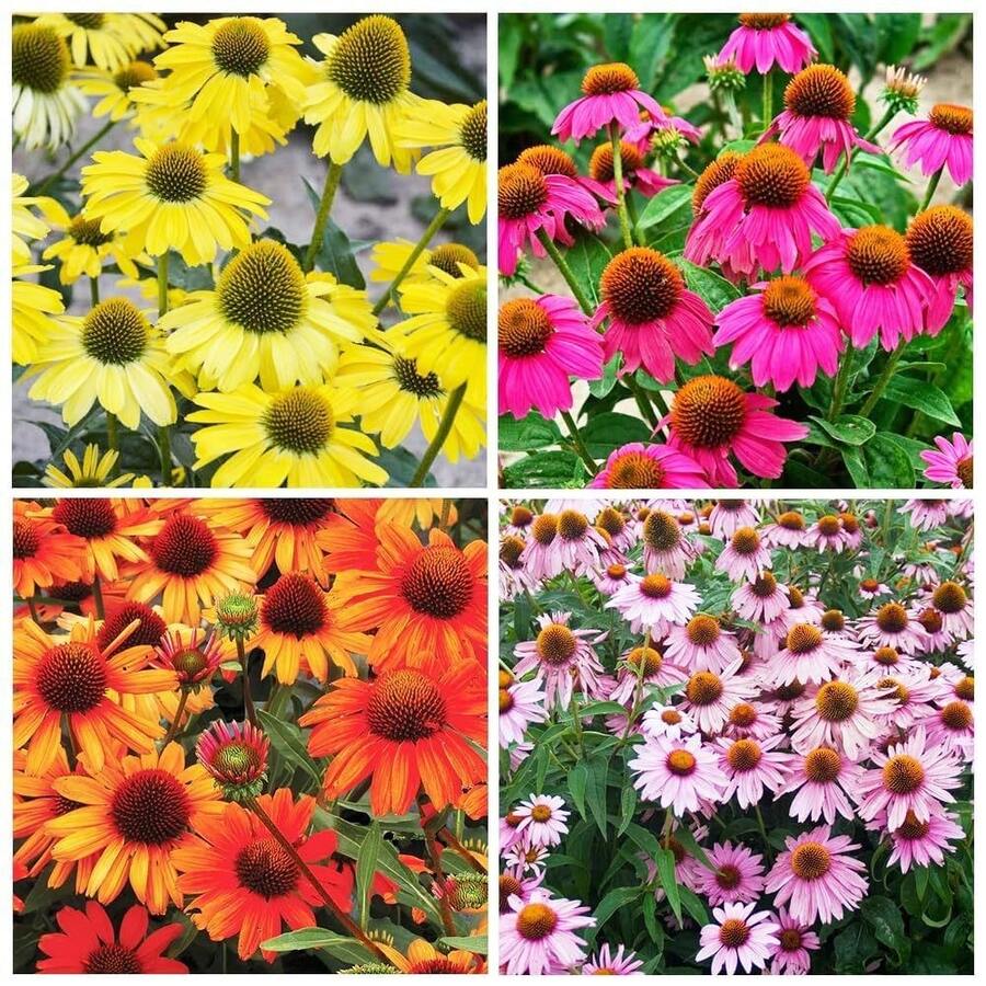 177 piezas de semillas de dicóndos perennes para cultivo al aire libre - Flores familiares no transgénicas - Abiertas para la polinización, atrayendo mariposas y abejas - 177 - Ver 1