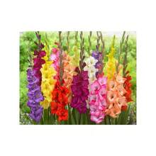 100 piezas semillas bulbos de gladiolo, gladioli fáciles de cultivar, flores perennes para jardín o contenedor, kit de decoración florales, material botánico de calidad para paisajismo, opción original para aficionados jardinería y amantes de flores. - 1 - Ver 1