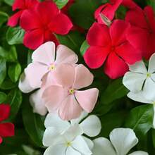 100 piezas de semillas de plantas de jardinería, semillas de flores, semillas de glicina, semillas de glicina enana, glicina Catharanthus Roseus - SEMILLA - Ver 1