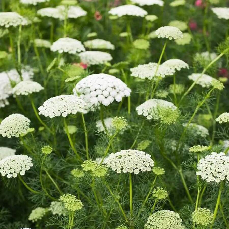 110 piezas de semillas de encaje de la reina Ana para plantar, Ammi majus, flores blancas de jardín - 110 piezas/semillas mixtas - Ver 1