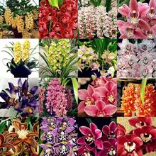 Semillas de Orquídea Mixtas, Decoración de Jardín, Flores al Aire Libre, Plantas, Frutas y Verduras para Plantar, Adecuadas para Amantes de las Plantas como Regalo de la Naturaleza - 100 piezas/semillas - Ver 5