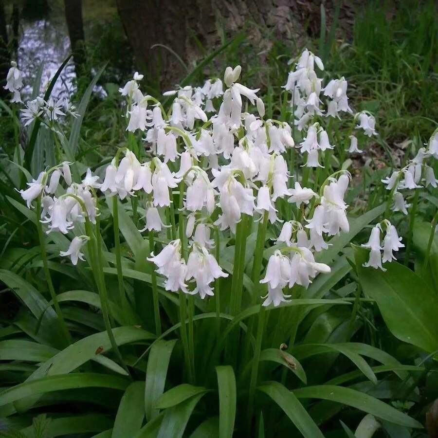 110 piezas/semillas mixtas de campanilla azul, lirio gota de nieve, floración perenne en el mismo año, en maceta en el balcón del jardín, plantas fáciles de alimentar - 110 piezas/semillas mixtas - Ver 1