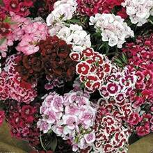 Semillas flores Sweet William mixtas perennes para plantar jardín hogar, flores ornamentales fácil germinación, colores vibrantes, decorativo exterior, resistencia clima, jardinería sencilla, alto rendimiento - 3000 piezas/1 paquete - Ver 6
