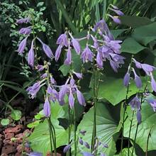 110 piezas de semillas de flores de jade púrpura, plantas en maceta para balcón, fácil plantación en patio, semillas de flores para decoración de jardín - 110 piezas/semilla - Ver 5