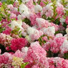 200 Semillas de Hortensias - Variedades Gigantes de Bola de Nieve y Bonsái, Perennes de Rápido Crecimiento y Resistentes al Invierno para Paisajes de Jardín - 200 piezas - Ver 1