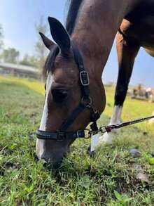 TGW RIDING Headcollar DOUBLEPIN SOFTSHELL PEARLS, Robust Softshell Surface, Tearproof Webbing Inside, Soft Padding At Nose And Headpiece, Pin Buckles On Both Sides, Additional Adjustment Possibility At Chin Area, Inserted Pearls At Nose TapeTGW RIDING