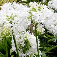 110 piezas / Semillas de lirio africano, lirio del Nilo, agapanthus, flores de corte perennes que forman grupos, atraen mariposas, resistentes a los ciervos, bordes, contenedores, exterior - 110 piezas/semillas - Ver 1