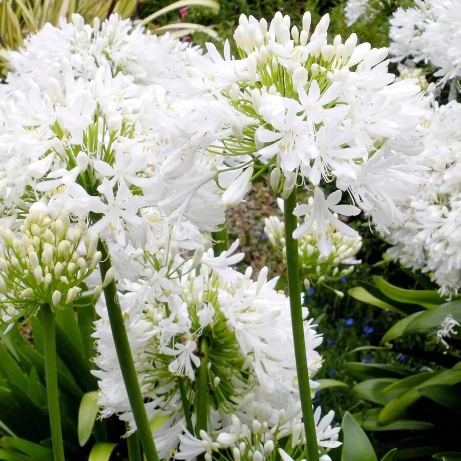 110 piezas / Semillas de lirio africano, lirio del Nilo, agapanthus, flores de corte perennes que forman grupos, atraen mariposas, resistentes a los ciervos, bordes, contenedores, exterior - 110 piezas/semillas - Ver 1