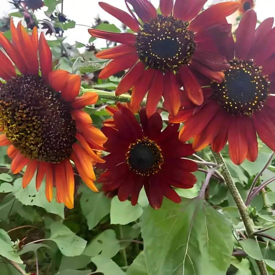 50 flores de terciopelo rojo de reina están divididas en pétalos simples y dobles, coloridas, forma de flor única, pedúnculo fuerte y recto, largo período de floración, algunas variedades pueden abrir más de dos tipos de múltiples colores en una sola flor. También se puede usar para flores en macetas y trabajos florales. - 100 - Ver 1