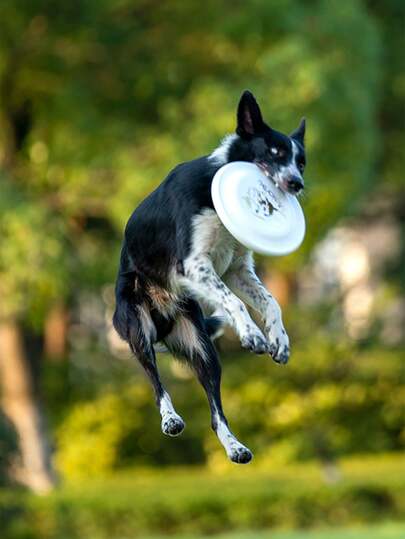 Brinquedo Borboleta para Animais de Estimação e Artigos para Animais de Estimação, Prancha Profissional de Treinamento para Cães e Artigos para Animais de Estima