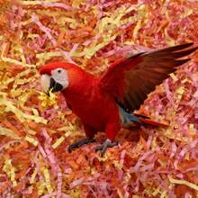 15g 包装鹦鹉 - 特定彩色碎纸玩具，超级有趣的咀嚼和缓解无聊，鸟类玩具补充，彩色拉菲草纸用于撕碎和玩耍，非常适合鹦鹉和其他鸟类，宠物丰富 | 充满活力的鸟类玩具 | 拉菲草玩具，鹦鹉玩具 - 彩色 - 查看 3