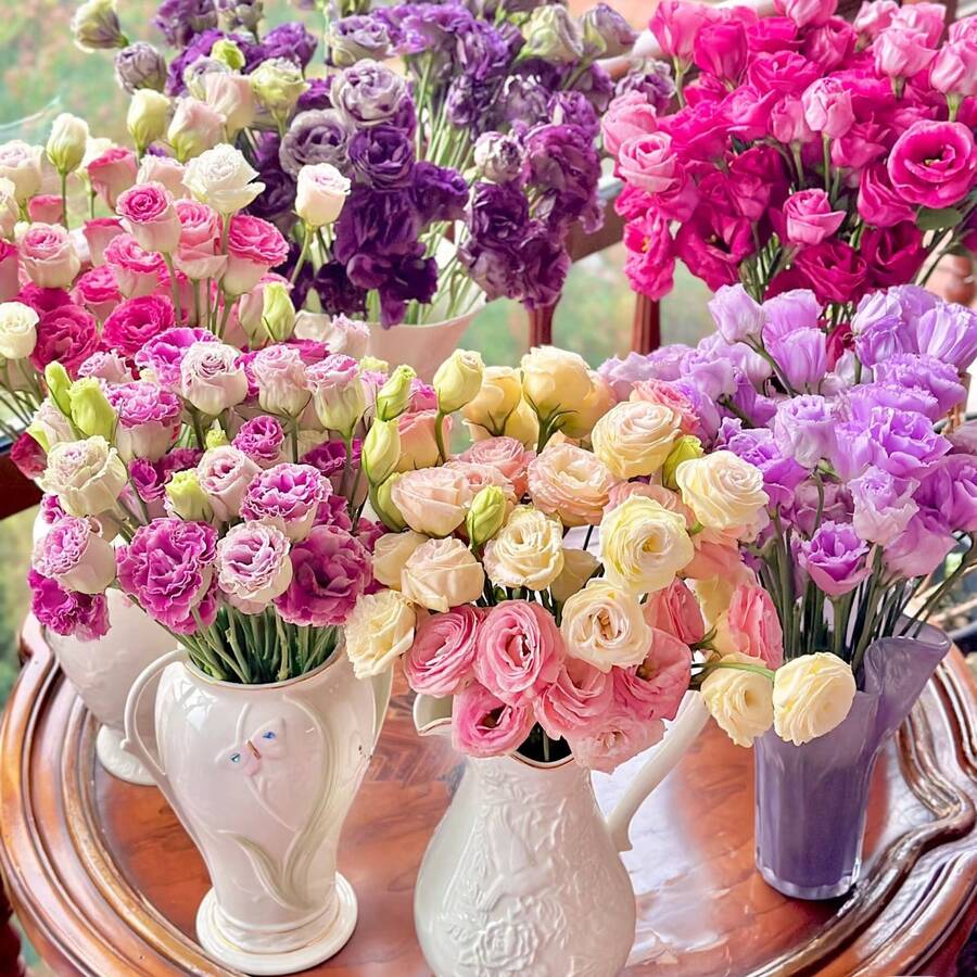 900 Lisianthus Seeds For Planting, Mixed Color Eustoma Flower Species, Thorny Rose Seeds, Non-GMO Eustoma Grandiflorum Perennial Garden Indoor Flowers - 900 - 查看 1