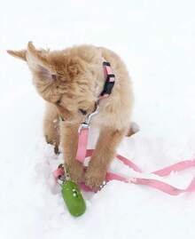 Pet Basic Dog Collars - Fuchsia Pink - View 7
