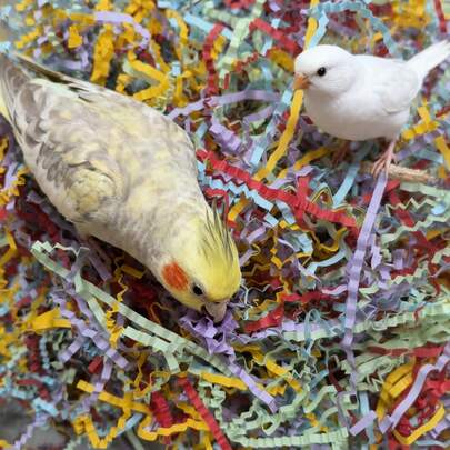 15g förpackning papegoja - Specifik färgglad strimlad pappersleksak, superkul för att tugga och lindra tristess, fågelleksakstillskott, färgglatt raffiapapper för strimling och lek, perfekt för papegoja och andra fåglar, berikande för husdjur | Livfull fågelleksak | Raffialeksak, papegojeleksaker