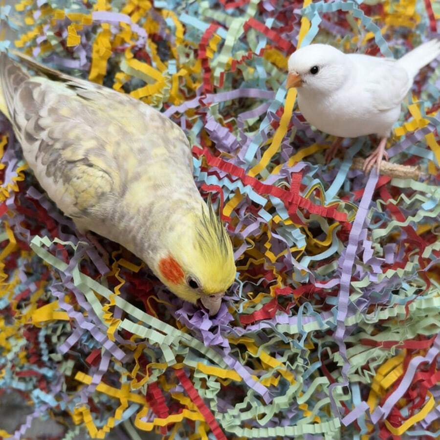 15g 包装鹦鹉 - 特定彩色碎纸玩具，超级有趣的咀嚼和缓解无聊，鸟类玩具补充，彩色拉菲草纸用于撕碎和玩耍，非常适合鹦鹉和其他鸟类，宠物丰富 | 充满活力的鸟类玩具 | 拉菲草玩具，鹦鹉玩具 - 彩色 - 查看 1