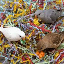 15g 包装鹦鹉 - 特定彩色碎纸玩具，超级有趣的咀嚼和缓解无聊，鸟类玩具补充，彩色拉菲草纸用于撕碎和玩耍，非常适合鹦鹉和其他鸟类，宠物丰富 | 充满活力的鸟类玩具 | 拉菲草玩具，鹦鹉玩具 - 彩色 - 查看 4