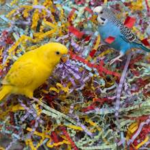 15g 包装鹦鹉 - 特定彩色碎纸玩具，超级有趣的咀嚼和缓解无聊，鸟类玩具补充，彩色拉菲草纸用于撕碎和玩耍，非常适合鹦鹉和其他鸟类，宠物丰富 | 充满活力的鸟类玩具 | 拉菲草玩具，鹦鹉玩具 - 彩色 - 查看 5