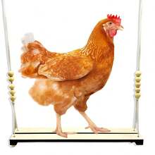 Natural Wooden Bird Swing Toy With Beads - Heavy-Duty Hanging Perch & Chewing Activity For Parrots, Chickens, Roosters - Applewood Construction, Beads For Mental Stimulation & Beak Health - Ideal For Large Birds, Pet Birds, Farm Animals - Cage/Aviary Decor, Rustic Design, Durable Construction