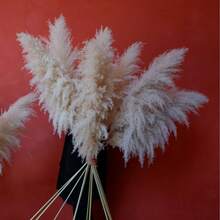 43 pouces/10 pièces Décoration de grandes herbes de la pampa de couleur crème. Grandes herbes de la pampa, décoration de maison bohème neutre. Herbes de la pampa moelleuses pour vases au sol, arrangements floraux de mariage, décoration murale, décoration de table de style campagnard - Beige - Voir 6