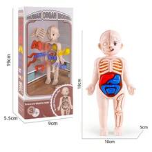 1pc 2025 New Children's Early Education Human Organ Model Toy, DIY Assembly Decor, Medical Education Cognitive Human Body Model (Organ Color Random), Birthday Gift, Christmas Gift, Perfect Gift, Collection - Multicolor - View 10