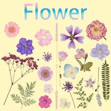 50Pcs Dried Pressed Flowers Resin Mould Real Pressed Flowers Natural Dry Leaves Bulk Mixed Colorful Daisy Herbs Kit With Tweezers Scrapbooking Candle Jewelry Crafts Making NailsPurple - 紫色 - 查看 4