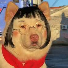 Adjustable Pet Cosplay Wig - Bangs, Heat Resistant Straight Hair, Suitable For Halloween, Parties, And Photography Props, Black And White Design, Pet Costume | Cute Pet Wig | Heat Resistant Wig, Wig Accessories - Multicolor - View 1