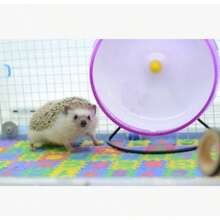 Small EVA Foam Puzzle Floor Pets Feeding Box Hamster African Pygmy Hedgehog Exercise Playmat Gym Crawling MatsRandom Color - 最初的 - 查看 6