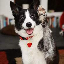 定制心形宠物身份牌，纯色宠物项圈牌，可刻字，防丢，适用于猫狗，节日风格，心形吊坠，情人节礼物，心形宠物牌 - 彩色 - 查看 5